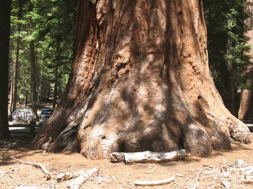 Sequoia-4-.jpg