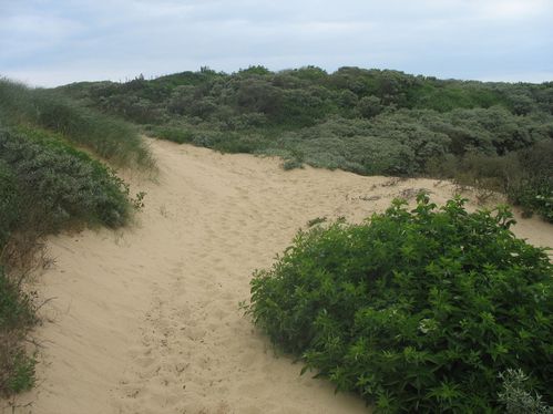 le sentier des dunes