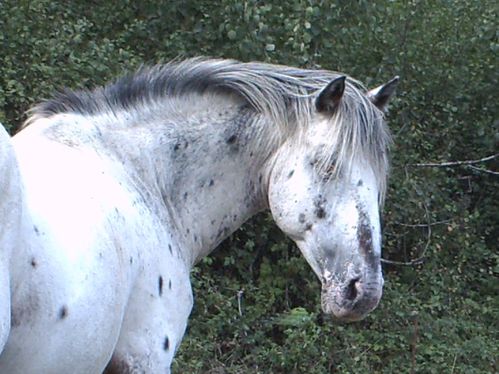Phoebus portrait 10 08