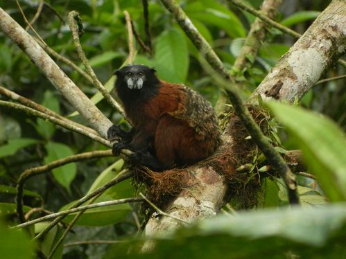 Tamarin