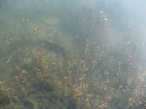 peche-051