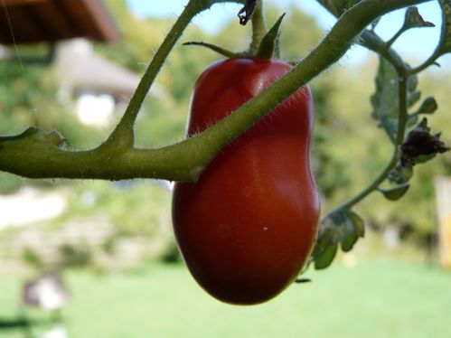 tomate-1.jpg