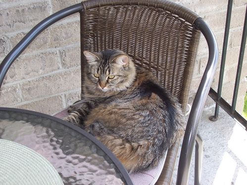 mimi-balcon-090612--3.jpg