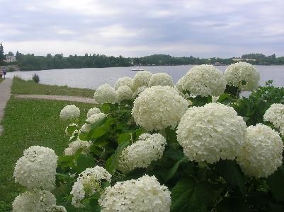 lac-au-duc-ploermel-france-bretagne 87615