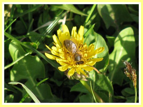 Fleurs,insectes et nature par JP (10)