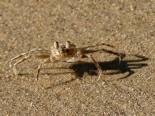 047-CRABE-Fantome.jpg