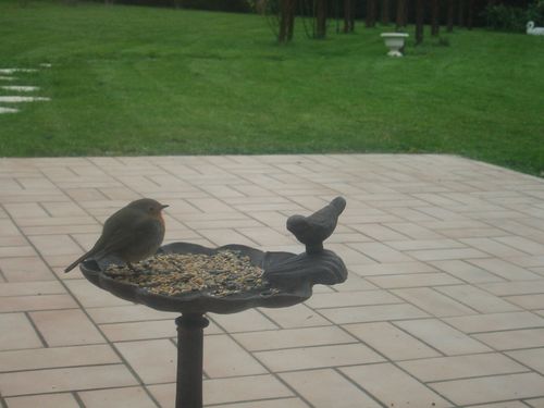oiseaux.jpg