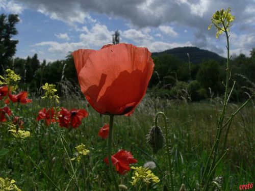 coquelicot.jpg