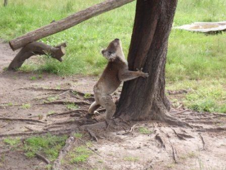koala