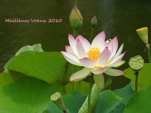 nenu2010.jpg
