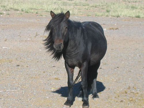244 cheval mongol