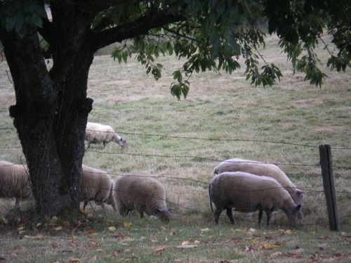 33Moutons.JPG