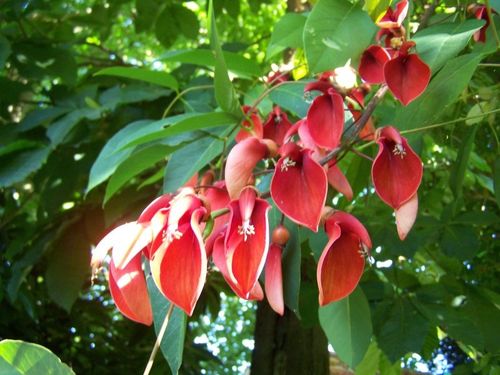 Arbre de Ceibo fleuri Erythrine