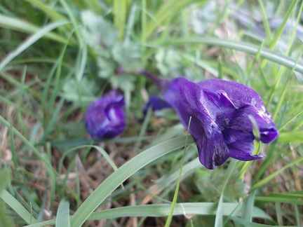 crocusdefleuri0303111.jpg