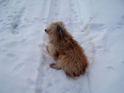 10.01-Bibis-neige.jpg