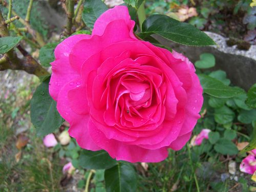 10.09 rose fushia