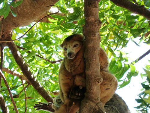 Madagascar, lémurien P1130270