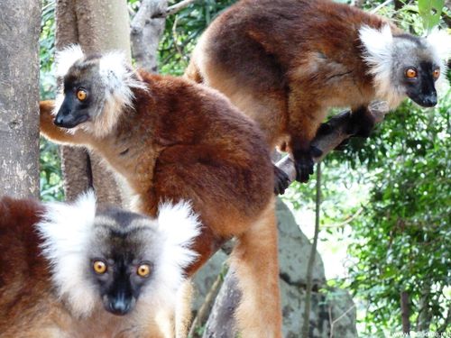 Madagascar, lémuriens P1130815