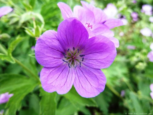 geranium sylvaticum, geranium des bois P1080288