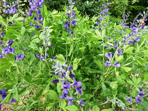 Baptisia Australis, indigot des teinturiers P1080319