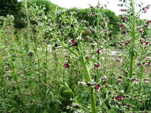 Scrophularia canina P1080349