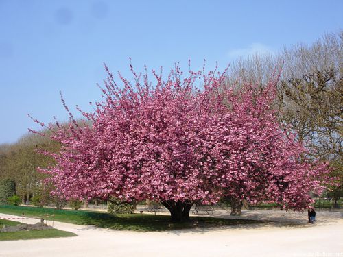 prunus_jardin des plantes_paris