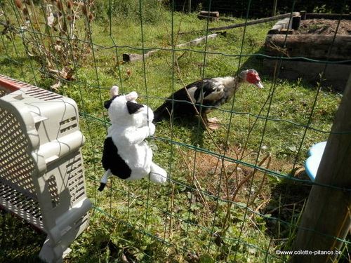 ferme les fagotin aout 3013 016