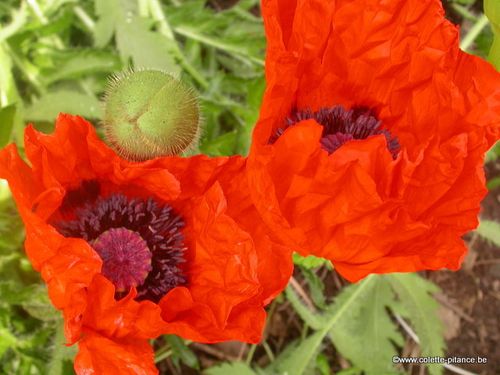 juin2013 051