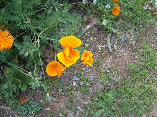 coquelicot-orange3.jpg