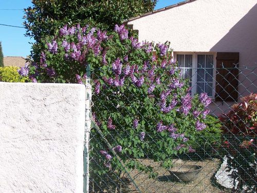 lilas2.JPG