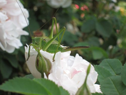La-sauterelle-et-la-rose.jpg