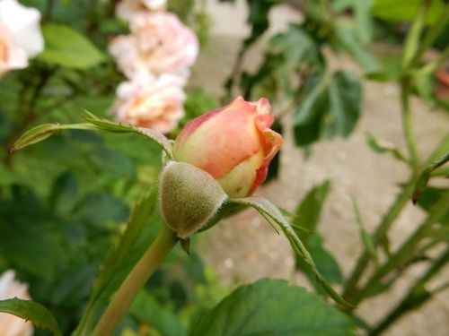 DSCN1212