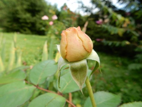 DSCN1232