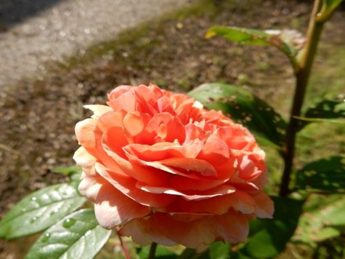 DSCN1369.JPG