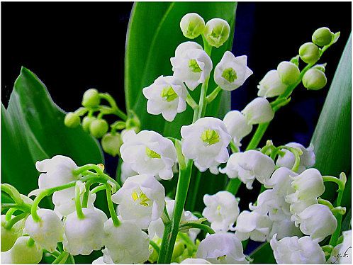 muguet