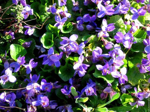 violettes-1513.jpg