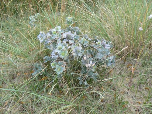 panicaut2