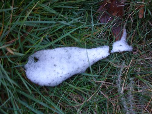 poisson-de-neige.jpg