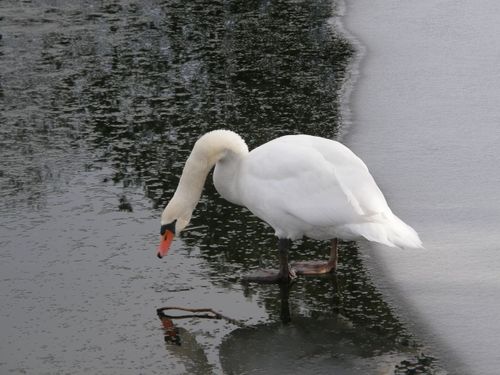 cygle-sur-etang-gele-.jpg