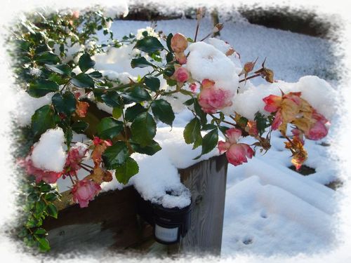 DSC01080-flou-roses-neige.jpg