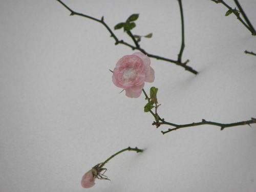 DSCN1329