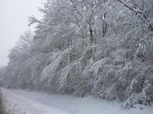 foret d'Orléans (4)