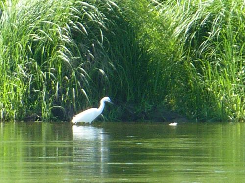 aigrette garzette