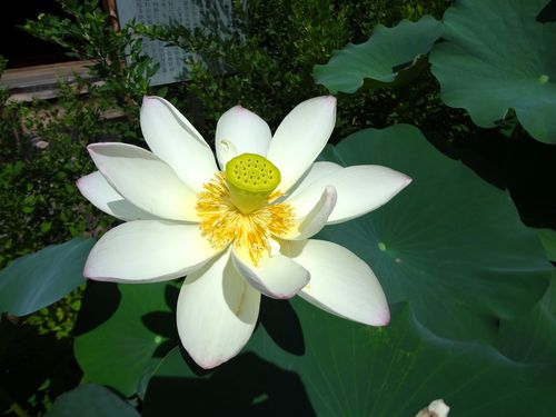 lotus-blanc
