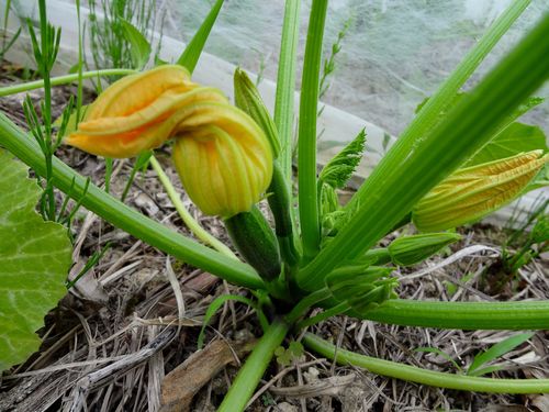courgettes-2012.jpg