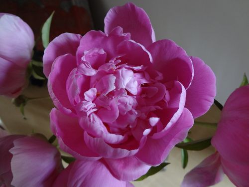 pivoines-2.JPG