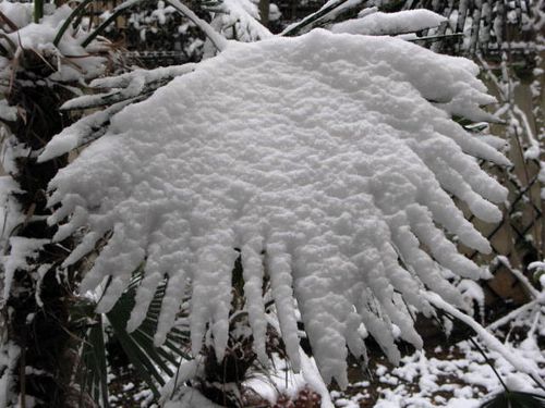 Palmier-neigeux-2010