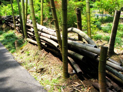 SSE-bambous-3