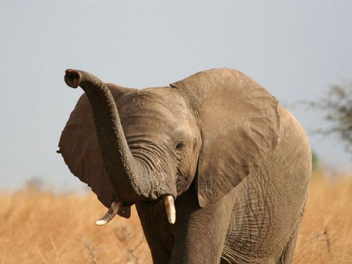 elephant-d-afrique_940x705.jpg
