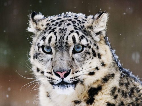 puma des neiges